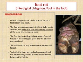 foot rot
(Interdigital phlegmon, Foul in the foot)
CLINICAL FINDINGS
o Research suggests that the incubation period of
foot rot can be a week.
o The fore or, more commonly, the hind limbs can be
affected, but more than one foot is rarely involved
at the same time in mature cows.
o The first sign is swelling and erythema of the soft
tissues of the interdigital space and the adjacent
coronary band.
o The inflammation may extend to the pastern and
fetlock.
o Typically, the claws are markedly separated, and
the inflammatory edema is uniformly distributed
between the 2 digits.
 
