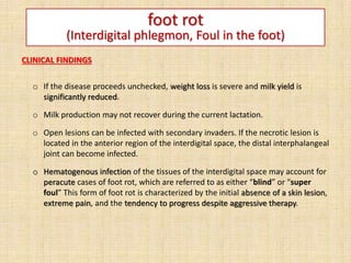 foot rot
(Interdigital phlegmon, Foul in the foot)
CLINICAL FINDINGS
o If the disease proceeds unchecked, weight loss is severe and milk yield is
significantly reduced.
o Milk production may not recover during the current lactation.
o Open lesions can be infected with secondary invaders. If the necrotic lesion is
located in the anterior region of the interdigital space, the distal interphalangeal
joint can become infected.
o Hematogenous infection of the tissues of the interdigital space may account for
peracute cases of foot rot, which are referred to as either “blind” or “super
foul” This form of foot rot is characterized by the initial absence of a skin lesion,
extreme pain, and the tendency to progress despite aggressive therapy.
 