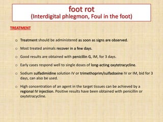 foot rot
(Interdigital phlegmon, Foul in the foot)
TREATMENT
o Treatment should be administered as soon as signs are observed.
o Most treated animals recover in a few days.
o Good results are obtained with penicillin G, IM, for 3 days.
o Early cases respond well to single doses of long-acting oxytetracycline.
o Sodium sulfadimidine solution IV or trimethoprim/sulfadoxine IV or IM, bid for 3
days, can also be used.
o High concentration of an agent in the target tissues can be achieved by a
regional IV injection. Positive results have been obtained with penicillin or
oxytetracycline.
 
