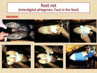 foot rot
(Interdigital phlegmon, Foul in the foot)
TREATMENT
 