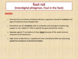 foot rot
(Interdigital phlegmon, Foul in the foot)
CONTROL
o Animals that are actively shedding infectious organisms should be isolated until
signs of lameness have disappeared.
o Preventive use of a footbath with an antiseptic and astringent solution (eg,
copper or zinc sulfate [7–10% in water]) has given beneficial results.
o Vaccines against F necrophorum have failed because of the weak immune
response to the bacterium.
o High levels of zinc fed as a supplement have a beneficial effect by improving
epidermal resistance to bacterial invaders.
 