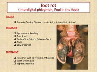 foot rot
(Interdigital phlegmon, Foul in the foot)
CAUSES
 Bacteria Causing Disease Lives in Soil or Internally in Animal
DIAGNOSIS
 Symmetrical Swelling
 Foul Smell
 Broken Skin (ulcers) Between Toes
 fever
 Low prodution
TREATMENT
 Responds Well to systemic Antibiotics
 Wash Until Clean
 Topical Antiseptic
 