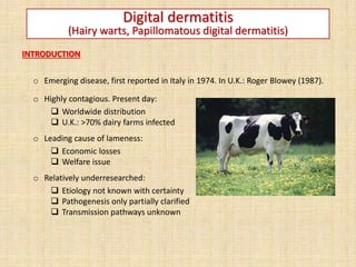 INTRODUCTION
o Emerging disease, first reported in Italy in 1974. In U.K.: Roger Blowey (1987).
o Highly contagious. Present day:
 Worldwide distribution
 U.K.: >70% dairy farms infected
o Leading cause of lameness:
 Economic losses
 Welfare issue
o Relatively underresearched:
 Etiology not known with certainty
 Pathogenesis only partially clarified
 Transmission pathways unknown
Digital dermatitis
(Hairy warts, Papillomatous digital dermatitis)
 