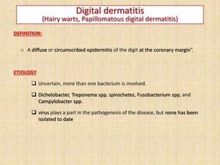 Digital dermatitis
(Hairy warts, Papillomatous digital dermatitis)
DEFINITION:
o A diffuse or circumscribed epidermitis of the digit at the coronary margin”.
ETIOLOGY
 Uncertain, more than one bacterium is involved.
 Dichelobacter, Treponema spp, spirochetes, Fusobacterium spp, and
Campylobacter spp.
 virus plays a part in the pathogenesis of the disease, but none has been
isolated to date
 