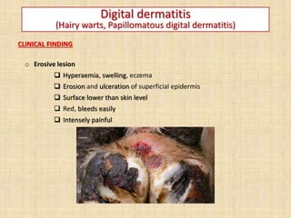 Digital dermatitis
(Hairy warts, Papillomatous digital dermatitis)
CLINICAL FINDING
o Erosive lesion
 Hyperaemia, swelling, eczema
 Erosion and ulceration of superficial epidermis
 Surface lower than skin level
 Red, bleeds easily
 Intensely painful
 