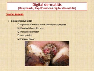 Digital dermatitis
(Hairy warts, Papillomatous digital dermatitis)
CLINICAL FINDING
o Granulomatous lesion
 Ingrowth of keratin, which develop into papillae
 Elevated above skin level
 Increased diameter
 Less painful
 Pungent odour
 