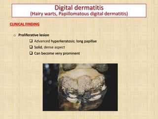 Digital dermatitis
(Hairy warts, Papillomatous digital dermatitis)
CLINICAL FINDING
o Proliferative lesion
 Advanced hyperkeratosis; long papillae
 Solid, dense aspect
 Can become very prominent
 