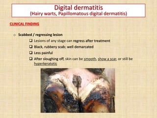 Digital dermatitis
(Hairy warts, Papillomatous digital dermatitis)
CLINICAL FINDING
o Scabbed / regressing lesion
 Lesions of any stage can regress after treatment
 Black, rubbery scab; well demarcated
 Less painful
 After sloughing off, skin can be smooth, show a scar, or still be
hyperkeratotic
 