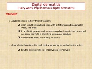 Digital dermatitis
(Hairy warts, Papillomatous digital dermatitis)
TREATMENT
o Acute lesions are initially treated topically.
 lesion should be scrubbed clean with a stiff brush and soapy water,
rinsed, and dried.
 An antibiotic powder, such as oxytetracycline is applied and protected
by a gauze pad held in place by a waterproof bandage.
 Multiple treatments are usually necessary.
o Once a lesion has started to heal, topical spray may be applied on the lesion.
 Soluble oxytetracycline or lincomycin-spectinomycin
 
