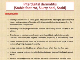 INTRODUCTION
o Interdigital dermatitis is a low-grade infection of the interdigital epidermis that
causes a slow erosion of the skin with discomfort but no lameness unless the
lesion becomes complicated.
o Morbidity is usually high in housed animals, particularly toward the end of the
winter.
o The disease is most commonly seen when humidity is high, in temperate
climates, and under poor hygienic conditions, especially in housed dairy cattle.
o When animals in such herds are examined, it is not unusual for 100% to have
lesions of varying degrees of severity.
o In tied systems, the hind legs are affected more often than the fore legs.
o In loose housing systems, the distribution between fore and hindlegs is about
equal.
o Animals on slatted floors are affected less often than animals on solid floors.
Interdigital dermatitis
(Stable foot rot, Slurry heel, Scald)
 