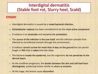 Interdigital dermatitis
(Stable foot rot, Slurry heel, Scald)
ETIOLOGY
o Interdigital dermatitis is caused by a mixed bacterial infection,
o Dichelobacter nodosus has been considered to be the most active component.
o D nodosus is an anaerobe and exceptionally proteolytic.
o The source of the infection is the cow itself, and the infection spreads from
infected to noninfected animals through the environment.
o D nodosus cannot survive for more than 4 days on the ground but can persist
longer in filth that is caked onto the claws.
o The bacteria invade the epidermis, but the organisms do not penetrate to the
dermal layers.
o As the condition progresses, the border between the skin and soft heel horn
disintegrates, producing lesions similar to ulcers or erosions.
o At this stage, the lesions cause discomfort.
 