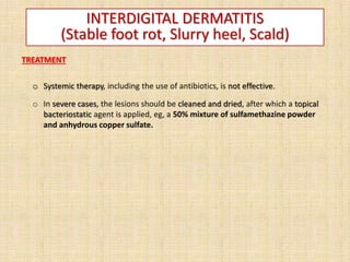 INTERDIGITAL DERMATITIS
(Stable foot rot, Slurry heel, Scald)
TREATMENT
o Systemic therapy, including the use of antibiotics, is not effective.
o In severe cases, the lesions should be cleaned and dried, after which a topical
bacteriostatic agent is applied, eg, a 50% mixture of sulfamethazine powder
and anhydrous copper sulfate.
 