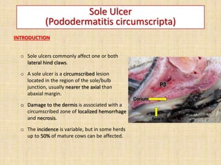 Sole Ulcer
(Pododermatitis circumscripta)
INTRODUCTION
o Sole ulcers commonly affect one or both
lateral hind claws.
o A sole ulcer is a circumscribed lesion
located in the region of the sole/bulb
junction, usually nearer the axial than
abaxial margin.
o Damage to the dermis is associated with a
circumscribed zone of localized hemorrhage
and necrosis.
o The incidence is variable, but in some herds
up to 50% of mature cows can be affected.
 