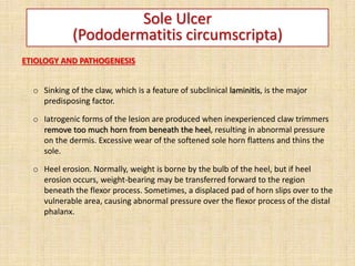 ETIOLOGY AND PATHOGENESIS
o Sinking of the claw, which is a feature of subclinical laminitis, is the major
predisposing factor.
o Iatrogenic forms of the lesion are produced when inexperienced claw trimmers
remove too much horn from beneath the heel, resulting in abnormal pressure
on the dermis. Excessive wear of the softened sole horn flattens and thins the
sole.
o Heel erosion. Normally, weight is borne by the bulb of the heel, but if heel
erosion occurs, weight-bearing may be transferred forward to the region
beneath the flexor process. Sometimes, a displaced pad of horn slips over to the
vulnerable area, causing abnormal pressure over the flexor process of the distal
phalanx.
Sole Ulcer
(Pododermatitis circumscripta)
 