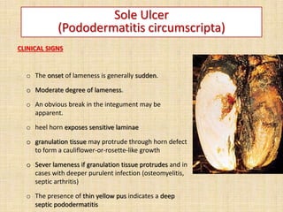CLINICAL SIGNS
o The onset of lameness is generally sudden.
o Moderate degree of lameness.
o An obvious break in the integument may be
apparent.
o heel horn exposes sensitive laminae
o granulation tissue may protrude through horn defect
to form a cauliflower-or-rosette-like growth
o Sever lameness if granulation tissue protrudes and in
cases with deeper purulent infection (osteomyelitis,
septic arthritis)
o The presence of thin yellow pus indicates a deep
septic pododermatitis
Sole Ulcer
(Pododermatitis circumscripta)
 