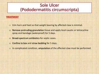 TREATMENT
o trim horn and heel so that weight bearing by affected claw is minimal.
o Remove protruding granulation tissue and apply local caustic or tetracycline
spray and bandage (waterproof) for 5 days.
o Broad-spectrum antibiotics for septic cases.
o Confine to box and straw bedding for 5 days.
o In complicated condition, amputation of the affected claw must be performed.
Sole Ulcer
(Pododermatitis circumscripta)
 