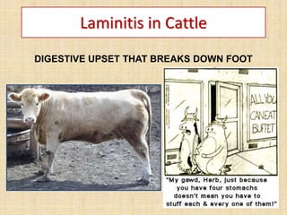 DIGESTIVE UPSET THAT BREAKS DOWN FOOT
Laminitis in Cattle
 