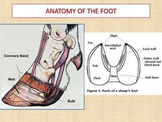 Coronary Band
Wall
Bulb
ANATOMY OF THE FOOT
 