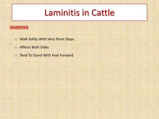 Laminitis in Cattle
DIAGNOSIS
o Walk Softly With Very Short Steps
o Affects Both Sides
o Tend To Stand With Feet Forward
 
