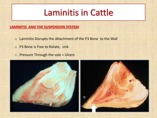 Laminitis in Cattle
LAMINITIS AND THE SUSPENSION SYSTEM
o Laminitis Disrupts the Attachment of the P3 Bone to the Wall
o P3 Bone is Free to Rotate, sink
o Pressure Through the sole = Ulcers
 