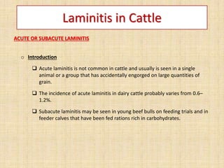 Laminitis in Cattle
ACUTE OR SUBACUTE LAMINITIS
o Introduction
 Acute laminitis is not common in cattle and usually is seen in a single
animal or a group that has accidentally engorged on large quantities of
grain.
 The incidence of acute laminitis in dairy cattle probably varies from 0.6–
1.2%.
 Subacute laminitis may be seen in young beef bulls on feeding trials and in
feeder calves that have been fed rations rich in carbohydrates.
 