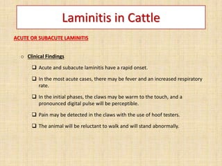 Laminitis in Cattle
ACUTE OR SUBACUTE LAMINITIS
o Clinical Findings
 Acute and subacute laminitis have a rapid onset.
 In the most acute cases, there may be fever and an increased respiratory
rate.
 In the initial phases, the claws may be warm to the touch, and a
pronounced digital pulse will be perceptible.
 Pain may be detected in the claws with the use of hoof testers.
 The animal will be reluctant to walk and will stand abnormally.
 