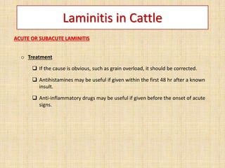 Laminitis in Cattle
ACUTE OR SUBACUTE LAMINITIS
o Treatment
 If the cause is obvious, such as grain overload, it should be corrected.
 Antihistamines may be useful if given within the first 48 hr after a known
insult.
 Anti-inflammatory drugs may be useful if given before the onset of acute
signs.
 