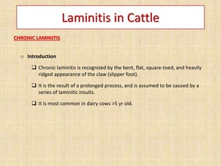 Laminitis in Cattle
CHRONIC LAMINITIS
o Introduction
 Chronic laminitis is recognized by the bent, flat, square-toed, and heavily
ridged appearance of the claw (slipper foot).
 It is the result of a prolonged process, and is assumed to be caused by a
series of laminitic insults.
 It is most common in dairy cows >5 yr old.
 
