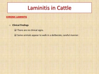 Laminitis in Cattle
CHRONIC LAMINITIS
o Clinical Findings
 There are no clinical signs.
 Some animals appear to walk in a deliberate, careful manner.
 
