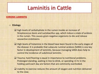 Laminitis in Cattle
CHRONIC LAMINITIS
o Etiology
 high levels of carbohydrate in the rumen invoke an increase of
Streptococcus bovis and Lactobacillus spp, which induce a state of acidosis
in the rumen. This causes gram-negative organisms to die and release
vasoactive endotoxins.
 High levels of histamine in the blood have been found in the early stages of
the disease. It is probable that subacute ruminal acidosis (SARA) is one key
factor in development of laminitis, because managing SARA does help to
control the incidence of subclinical laminitis.
 Trauma; hard flooring is equal in importance to nutritional problems.
Prolonged standing, waiting in line to drink, or spending >3 hr in the
holding yard each day are factors that are commonly overlooked.
 inability to exercise reduces the amount of oxygen and nutrition delivered
to the claw.
 