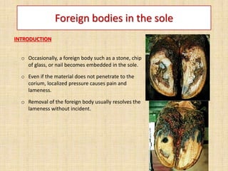 Foreign bodies in the sole
INTRODUCTION
o Occasionally, a foreign body such as a stone, chip
of glass, or nail becomes embedded in the sole.
o Even if the material does not penetrate to the
corium, localized pressure causes pain and
lameness.
o Removal of the foreign body usually resolves the
lameness without incident.
 