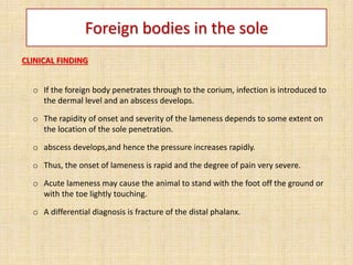 Foreign bodies in the sole
CLINICAL FINDING
o If the foreign body penetrates through to the corium, infection is introduced to
the dermal level and an abscess develops.
o The rapidity of onset and severity of the lameness depends to some extent on
the location of the sole penetration.
o abscess develops,and hence the pressure increases rapidly.
o Thus, the onset of lameness is rapid and the degree of pain very severe.
o Acute lameness may cause the animal to stand with the foot off the ground or
with the toe lightly touching.
o A differential diagnosis is fracture of the distal phalanx.
 