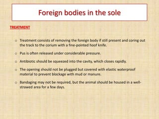 Foreign bodies in the sole
TREATMENT
o Treatment consists of removing the foreign body if still present and coring out
the track to the corium with a fine-pointed hoof knife.
o Pus is often released under considerable pressure.
o Antibiotic should be squeezed into the cavity, which closes rapidly.
o The opening should not be plugged but covered with elastic waterproof
material to prevent blockage with mud or manure.
o Bandaging may not be required, but the animal should be housed in a well-
strawed area for a few days.
 