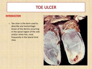 TOE ULCER
INTRODUCTION
o Toe ulcer is the term used to
describe any hemorrhagic
lesion of the dermis occurring
in the apical region of the sole
and/or white line, most
frequently in the lateral hind
claw.
 