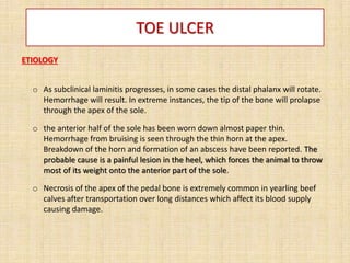 TOE ULCER
ETIOLOGY
o As subclinical laminitis progresses, in some cases the distal phalanx will rotate.
Hemorrhage will result. In extreme instances, the tip of the bone will prolapse
through the apex of the sole.
o the anterior half of the sole has been worn down almost paper thin.
Hemorrhage from bruising is seen through the thin horn at the apex.
Breakdown of the horn and formation of an abscess have been reported. The
probable cause is a painful lesion in the heel, which forces the animal to throw
most of its weight onto the anterior part of the sole.
o Necrosis of the apex of the pedal bone is extremely common in yearling beef
calves after transportation over long distances which affect its blood supply
causing damage.
 