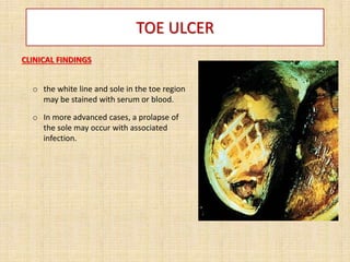 TOE ULCER
CLINICAL FINDINGS
o the white line and sole in the toe region
may be stained with serum or blood.
o In more advanced cases, a prolapse of
the sole may occur with associated
infection.
 