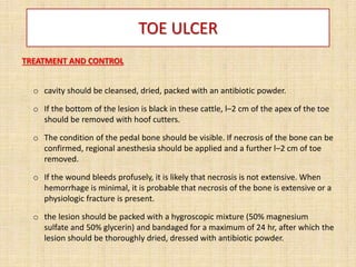 TOE ULCER
TREATMENT AND CONTROL
o cavity should be cleansed, dried, packed with an antibiotic powder.
o If the bottom of the lesion is black in these cattle, l–2 cm of the apex of the toe
should be removed with hoof cutters.
o The condition of the pedal bone should be visible. If necrosis of the bone can be
confirmed, regional anesthesia should be applied and a further l–2 cm of toe
removed.
o If the wound bleeds profusely, it is likely that necrosis is not extensive. When
hemorrhage is minimal, it is probable that necrosis of the bone is extensive or a
physiologic fracture is present.
o the lesion should be packed with a hygroscopic mixture (50% magnesium
sulfate and 50% glycerin) and bandaged for a maximum of 24 hr, after which the
lesion should be thoroughly dried, dressed with antibiotic powder.
 