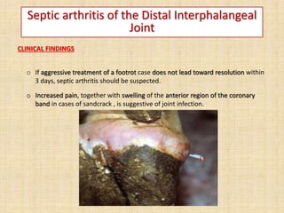 Septic arthritis of the Distal Interphalangeal
Joint
CLINICAL FINDINGS
o If aggressive treatment of a footrot case does not lead toward resolution within
3 days, septic arthritis should be suspected.
o Increased pain, together with swelling of the anterior region of the coronary
band in cases of sandcrack , is suggestive of joint infection.
 