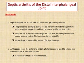 Septic arthritis of the Distal Interphalangeal
Joint
TREATMENT
o Digital amputation is indicated in old or poor-producing animals.
 The procedure is simple, quick, can be performed in standing animals
under regional analgesia, and in most cases, produces rapid relief.
 Amputation is performed through the skin with an embryotomy wire
placed as close to the skin-horn junction as possible.
 Hemorrhage is arrested by means of a tight bandage.
o Arthrodesis fuses the distal and middle phalanges and is used to extend the
functional life of valuable animals.
 General anesthesia is recommended.
 