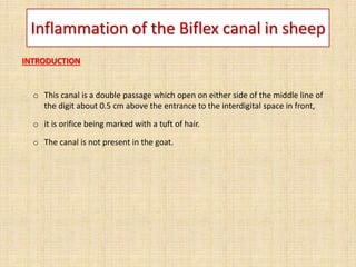 Inflammation of the Biflex canal in sheep
INTRODUCTION
o This canal is a double passage which open on either side of the middle line of
the digit about 0.5 cm above the entrance to the interdigital space in front,
o it is orifice being marked with a tuft of hair.
o The canal is not present in the goat.
 
