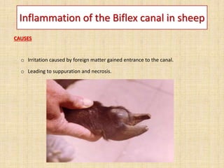 Inflammation of the Biflex canal in sheep
CAUSES
o Irritation caused by foreign matter gained entrance to the canal.
o Leading to suppuration and necrosis.
 