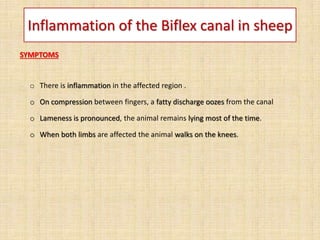 Inflammation of the Biflex canal in sheep
SYMPTOMS
o There is inflammation in the affected region .
o On compression between fingers, a fatty discharge oozes from the canal
o Lameness is pronounced, the animal remains lying most of the time.
o When both limbs are affected the animal walks on the knees.
 