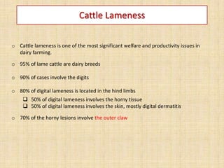 Cattle Lameness
o Cattle lameness is one of the most significant welfare and productivity issues in
dairy farming.
o 95% of lame cattle are dairy breeds
o 90% of cases involve the digits
o 80% of digital lameness is located in the hind limbs
 50% of digital lameness involves the horny tissue
 50% of digital lameness involves the skin, mostly digital dermatitis
o 70% of the horny lesions involve the outer claw
 