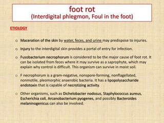 foot rot
(Interdigital phlegmon, Foul in the foot)
ETIOLOGY
o Maceration of the skin by water, feces, and urine may predispose to injuries.
o Injury to the interdigital skin provides a portal of entry for infection.
o Fusobacterium necrophorum is considered to be the major cause of foot rot. It
can be isolated from feces where it may survive as a saprophyte, which may
explain why control is difficult. This organism can survive in moist soil.
o F necrophorum is a gram-negative, nonspore-forming, nonflagellated,
nonmotile, pleomorphic anaerobic bacteria. It has a lipopolysaccharide
endotoxin that is capable of necrotizing activity.
o Other organisms, such as Dichelobacter nodosus, Staphylococcus aureus,
Escherichia coli, Arcanobacterium pyogenes, and possibly Bacteroides
melaninogenicus can also be involved.
 