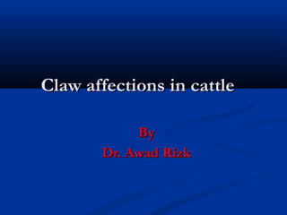 Claw affections in cattle

            By
       Dr. Awad Rizk
 