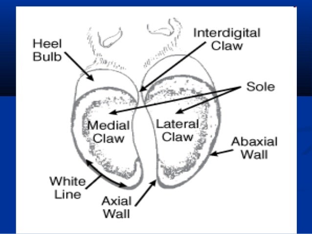 Claw affection presented by dr. awad rizk