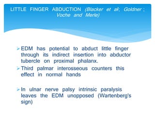 LITTLE FINGER ABDUCTION (Blacker et al [; Goldner ; 
Voche and Merle) 
EDM has potential to abduct little finger 
through its indirect insertion into abductor 
tubercle on proximal phalanx. 
Third palmar interosseous counters this 
effect in normal hands 
In ulnar nerve palsy intrinsic paralysis 
leaves the EDM unopposed (Wartenberg's 
sign) 
 