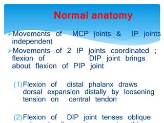 Normal anatomy 
Movements of MCP joints & IP joints 
independent 
Movements of 2 IP joints coordinated ; 
flexion of DIP joint brings 
about flexion of PIP joint 
(1)Flexion of distal phalanx draws 
dorsal expansion distally by loosening 
tension on central tendon 
(2)Flexion of DIP joint tenses oblique 
retinacular ligament causing this 
 