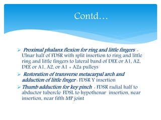 Contd… 
 Proximal phalanx flexion for ring and little fingers : 
Ulnar half of FDSR with split insertion to ring and little 
ring and little fingers to lateral band of DEE or A1, A2, 
DEE or A1, A2, or A1 + A2a pulleys 
 Restoration of transverse metacarpal arch and 
adduction of little finger : FDSR Y insertion 
Thumb adduction for key pinch : FDSR radial half to 
abductor tubercle, FDSL to hypothenar insertion, near 
insertion, near fifth MP joint 
 