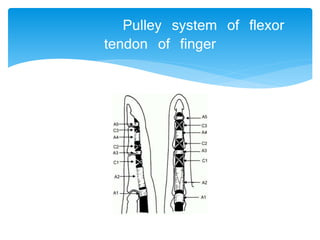 Pulley system of flexor 
tendon of finger 
 